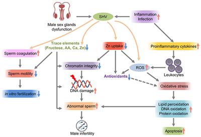 Comprehensive review on the positive and negative effects of various important regulators on male spermatogenesis and fertility